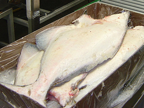 Fresh Halibut